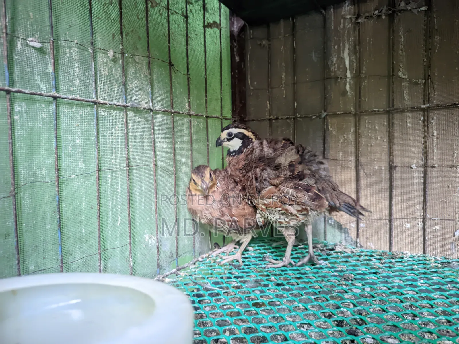 নর্দার্ন বব হোয়াইট কোয়েল (Northern Bobwhite Quail)