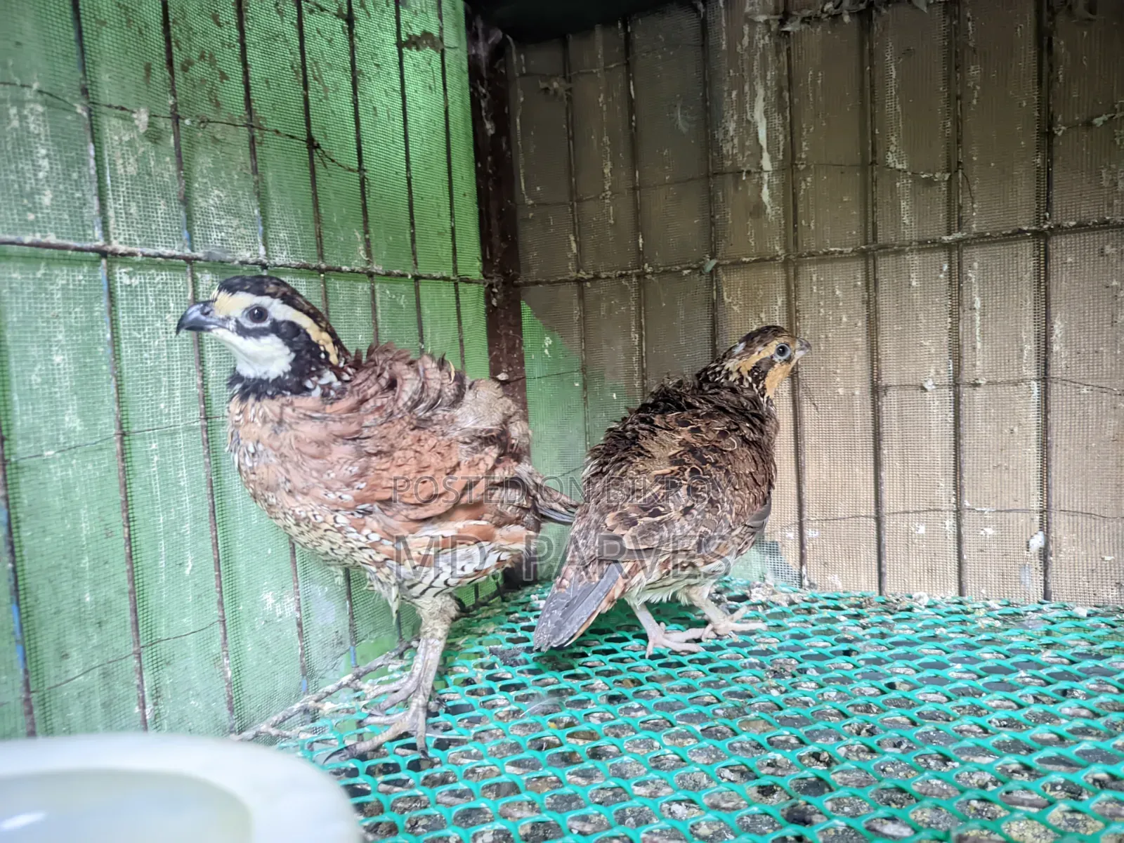 নর্দার্ন বব হোয়াইট কোয়েল (Northern Bobwhite Quail)