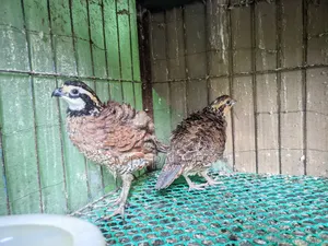 নর্দার্ন বব হোয়াইট কোয়েল (Northern Bobwhite Quail)