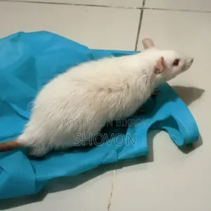 Swiss Albino White Mouse