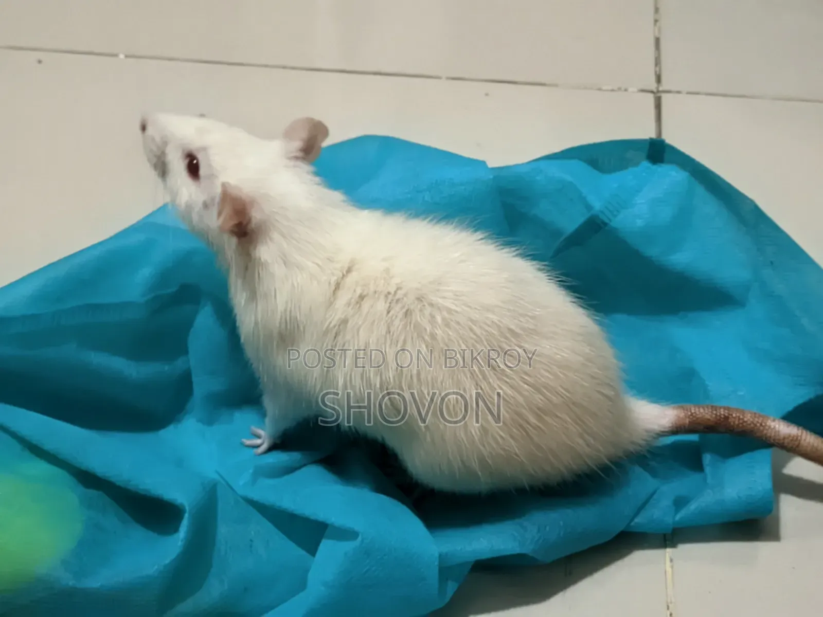 Swiss Albino White Mouse