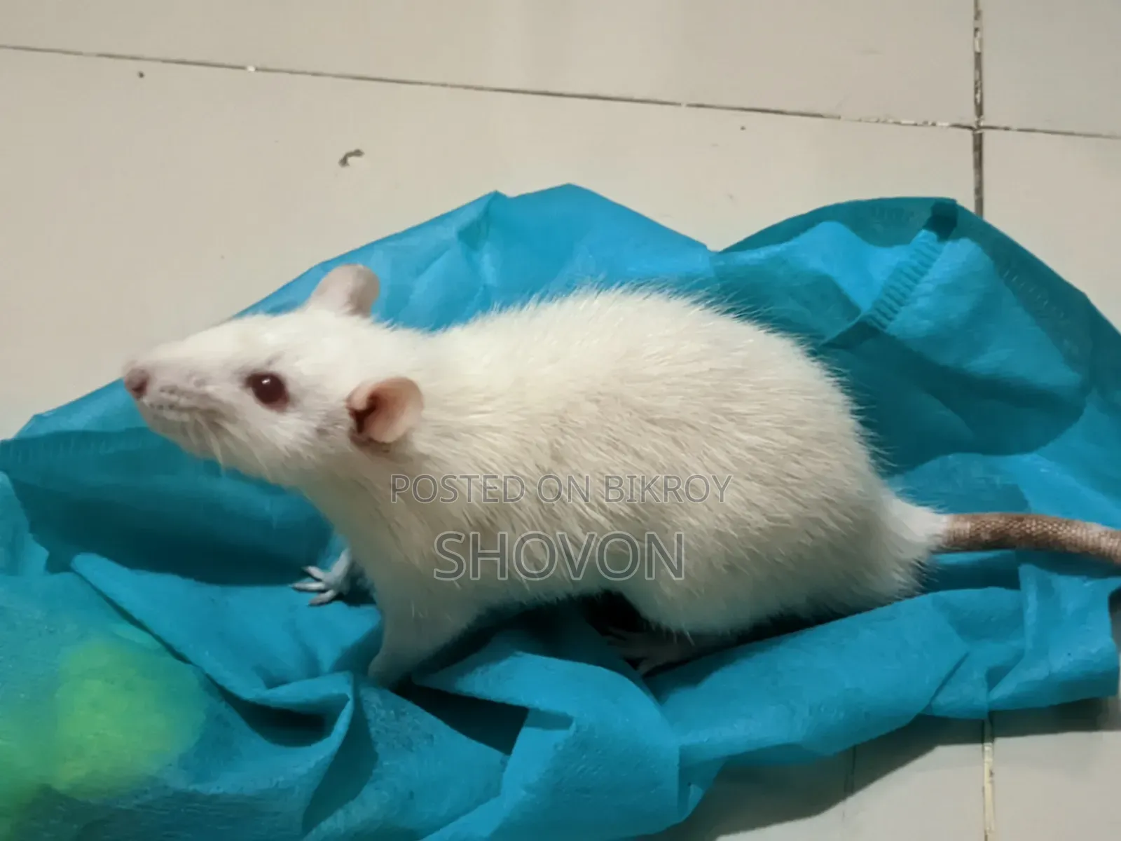 Swiss Albino White Mouse