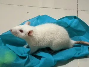 Swiss Albino White Mouse