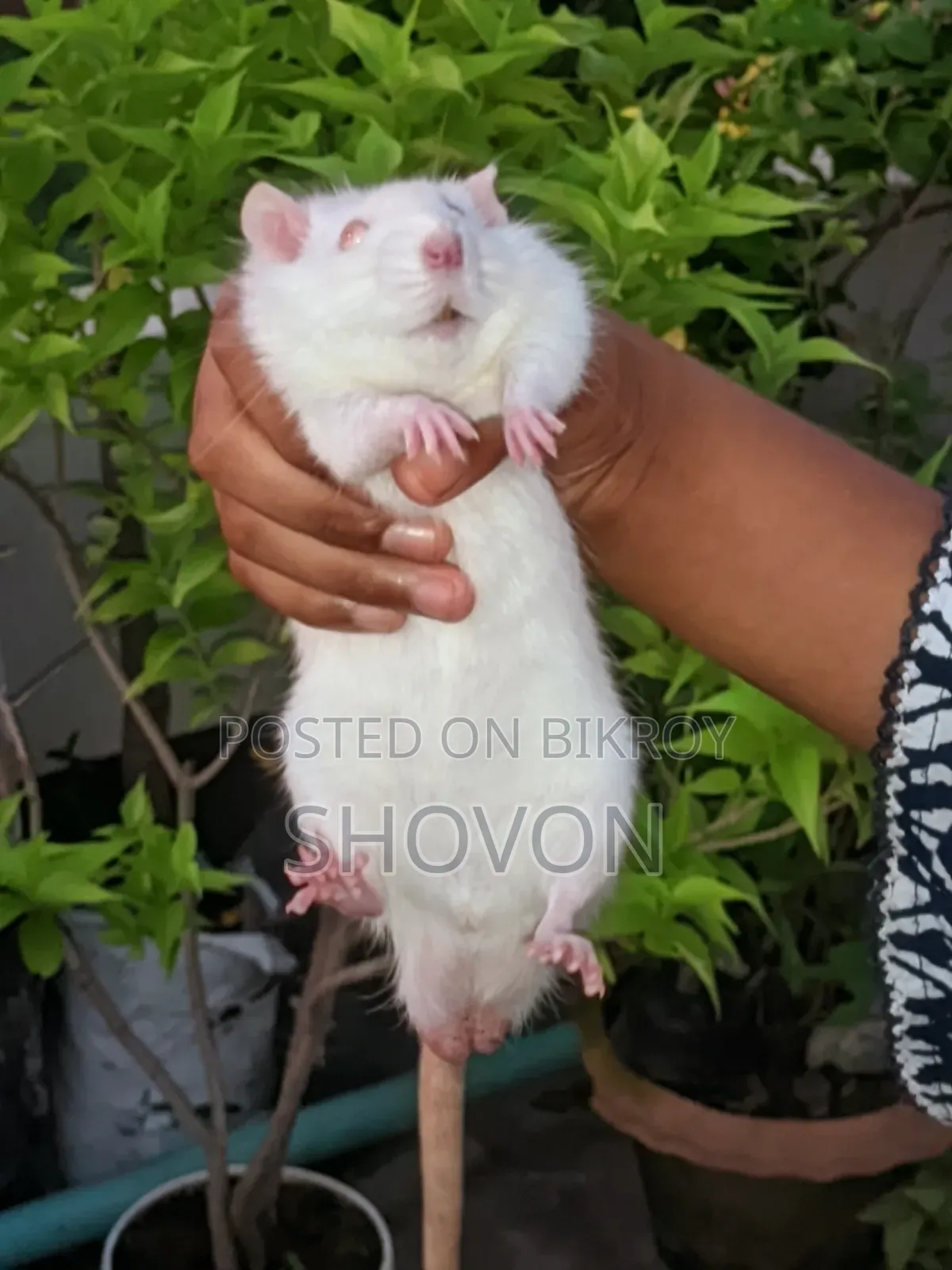 Swiss Albino White Mouse