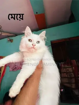 1-3 Months Male Purebred Persian Kitten