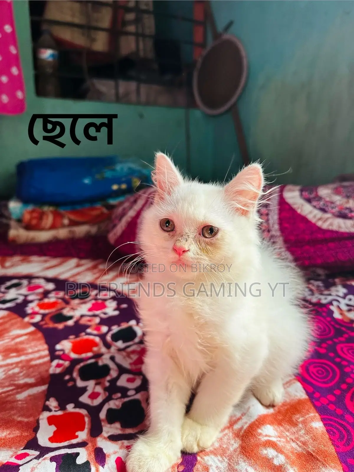 1-3 Months Male Purebred Persian Kitten
