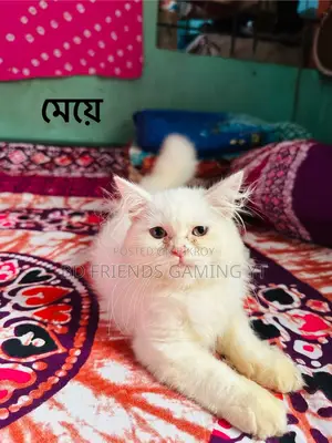 1-3 Months Male Purebred Persian Kitten