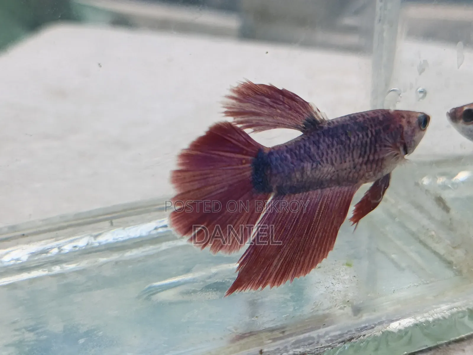 Betta fish at market challenging price