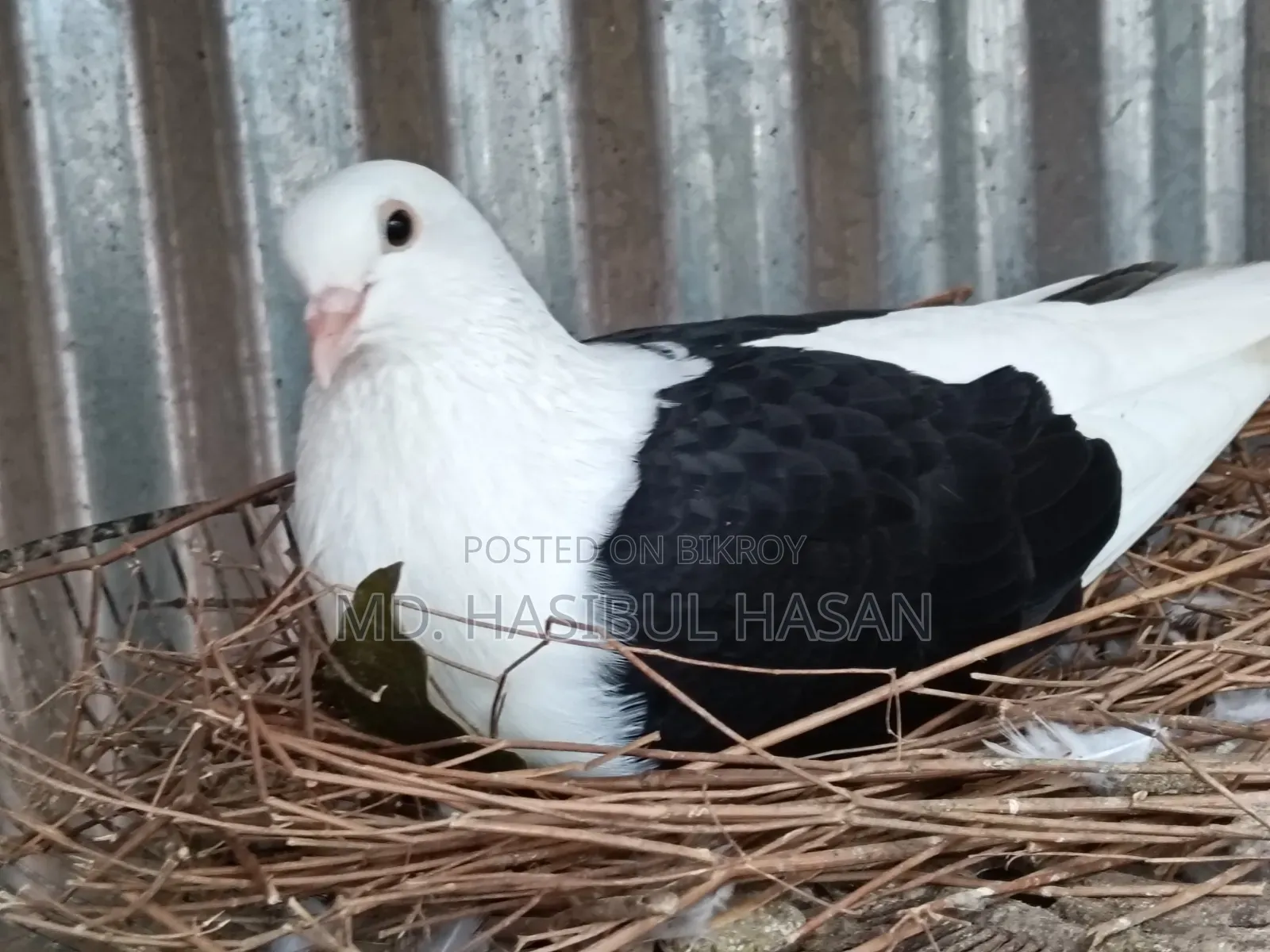 Saddle Humar