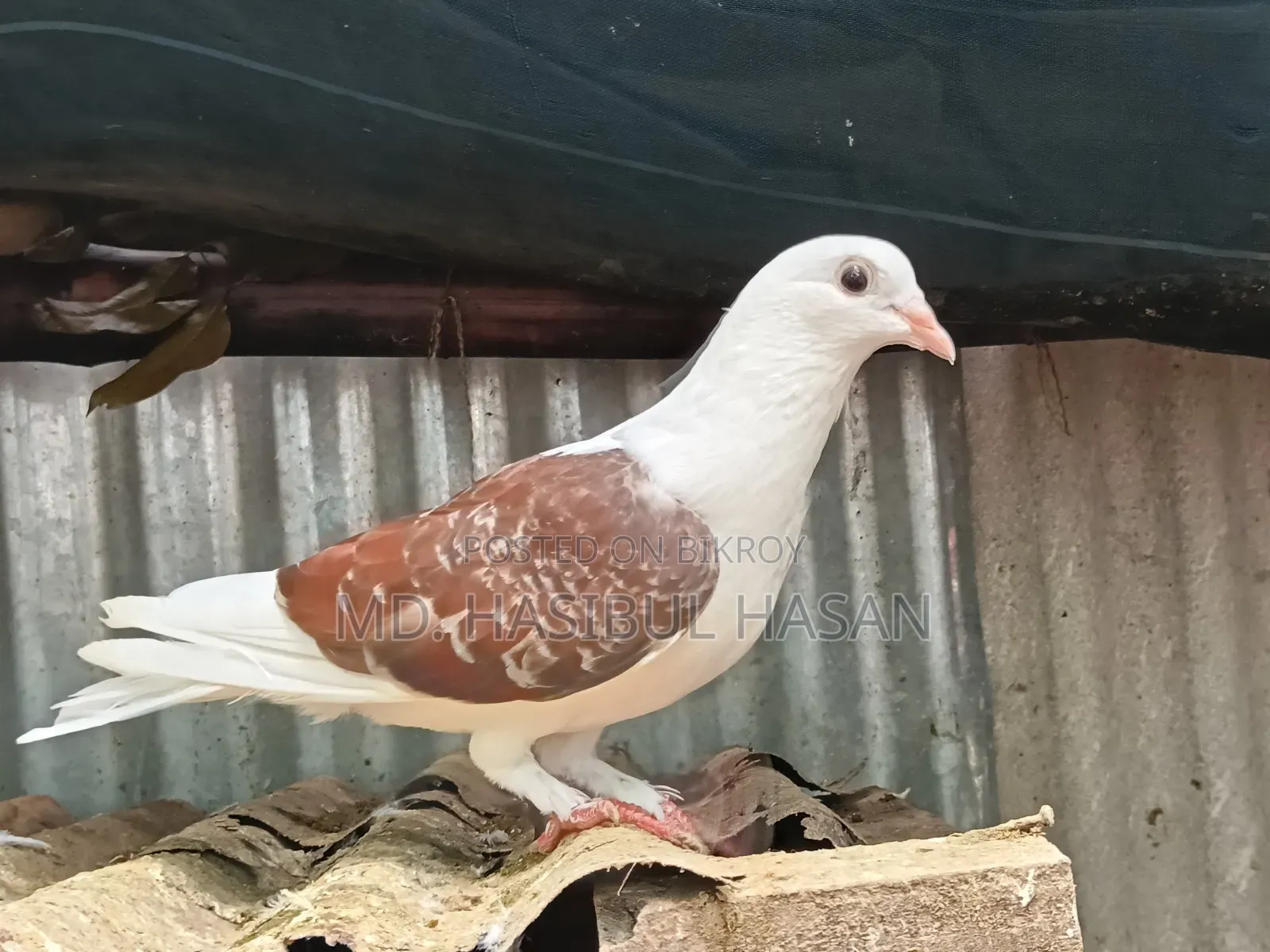 Saddle Humar