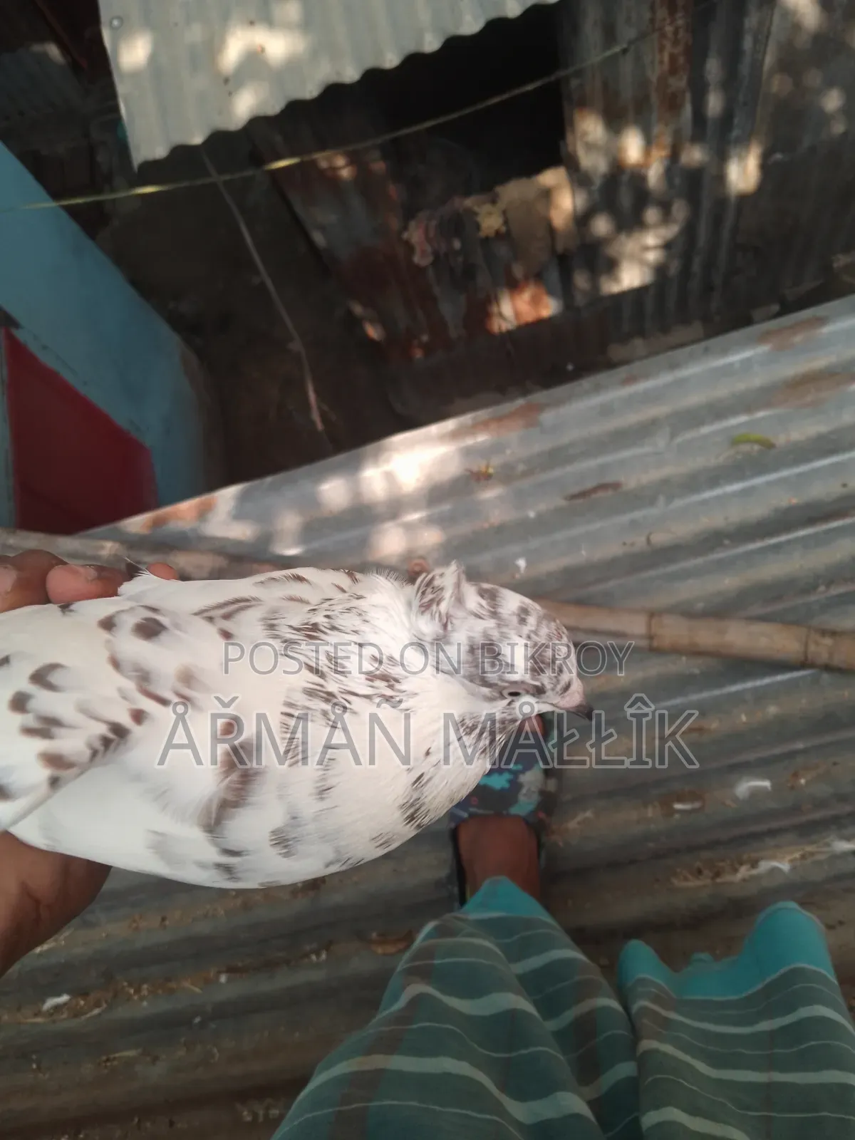 কবুতর বিক্রি