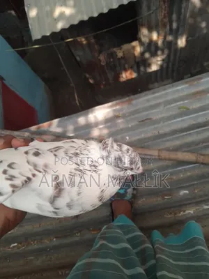 Pigeons for sale