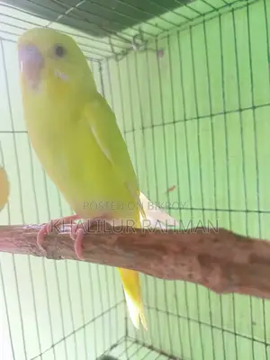 Lutino Red Eye Budgie Bird