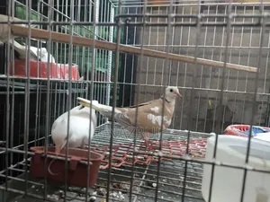 Australian Dove