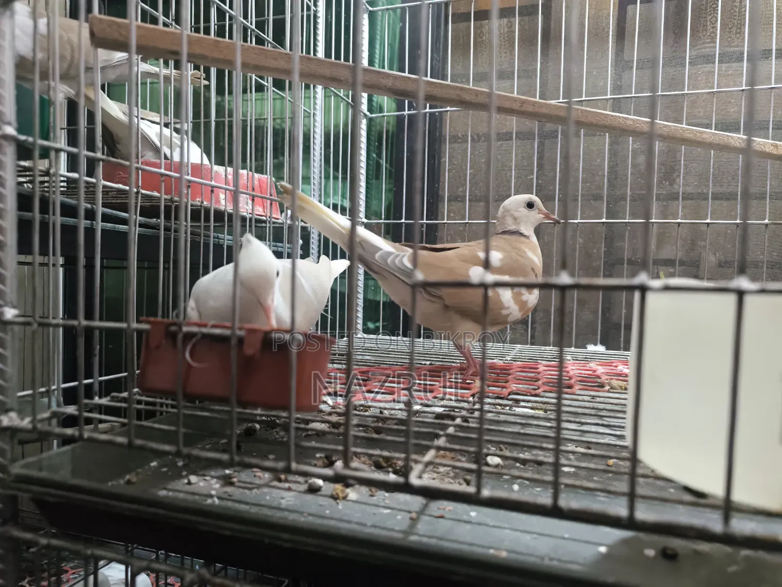 অস্ট্রেলিয়ান ঘুঘু