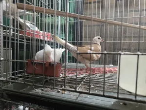 অস্ট্রেলিয়ান ঘুঘু