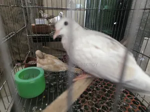 অস্ট্রেলিয়ান ঘুঘু