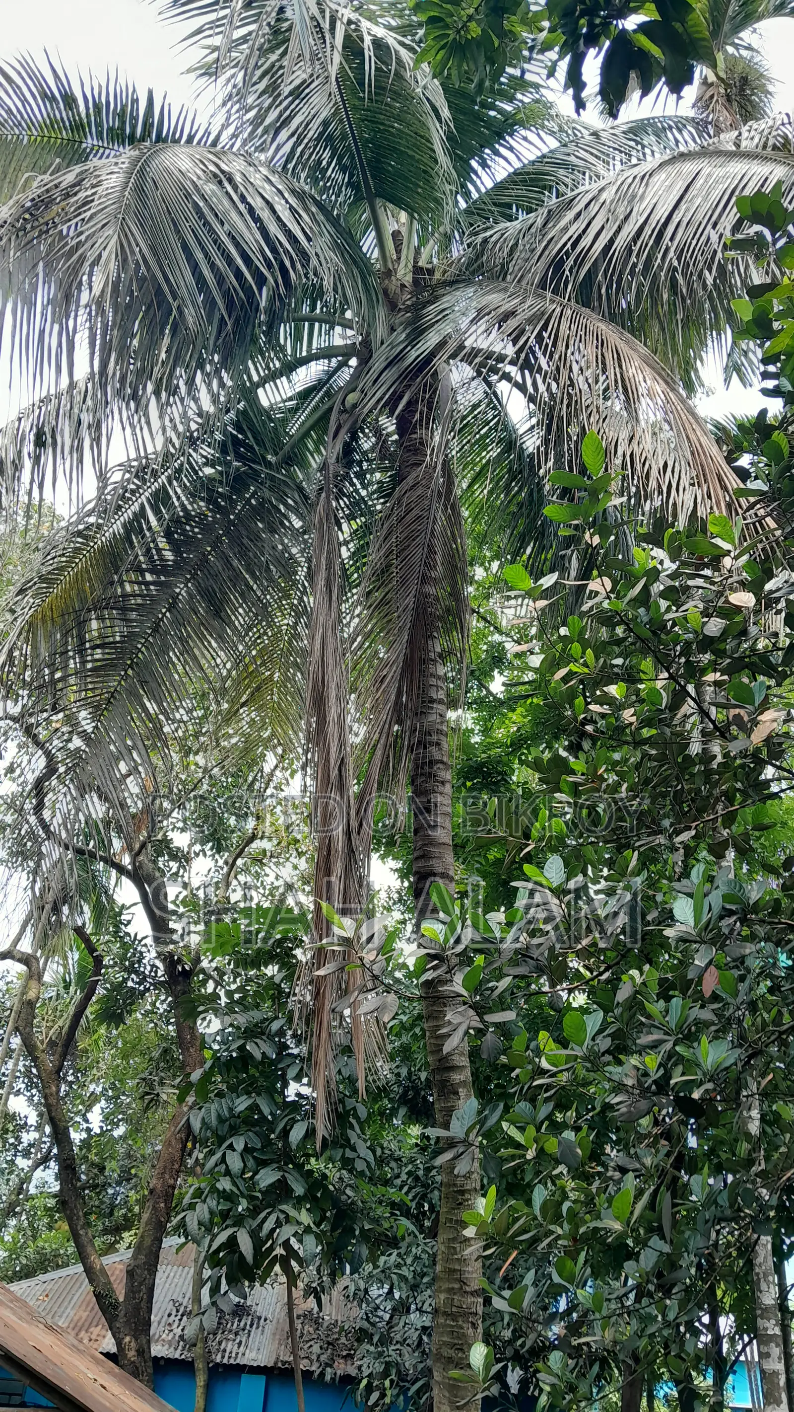 ধাপ, রংপুরে জমি বিক্রয়