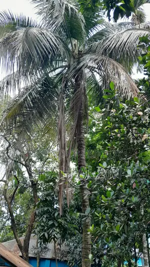 ধাপ, রংপুরে জমি বিক্রয়
