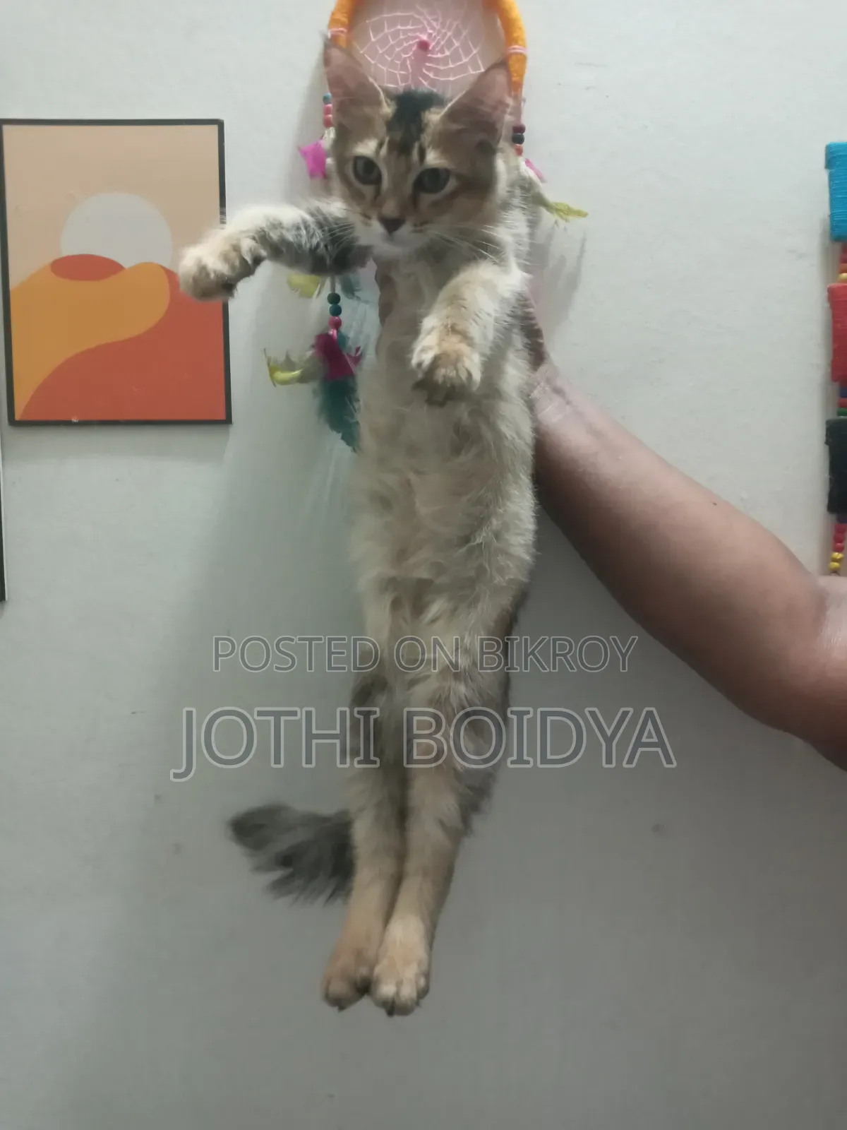 1-3 Months Female Mixed Breed Persian