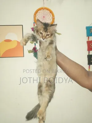 1-3 Months Female Mixed Breed Persian