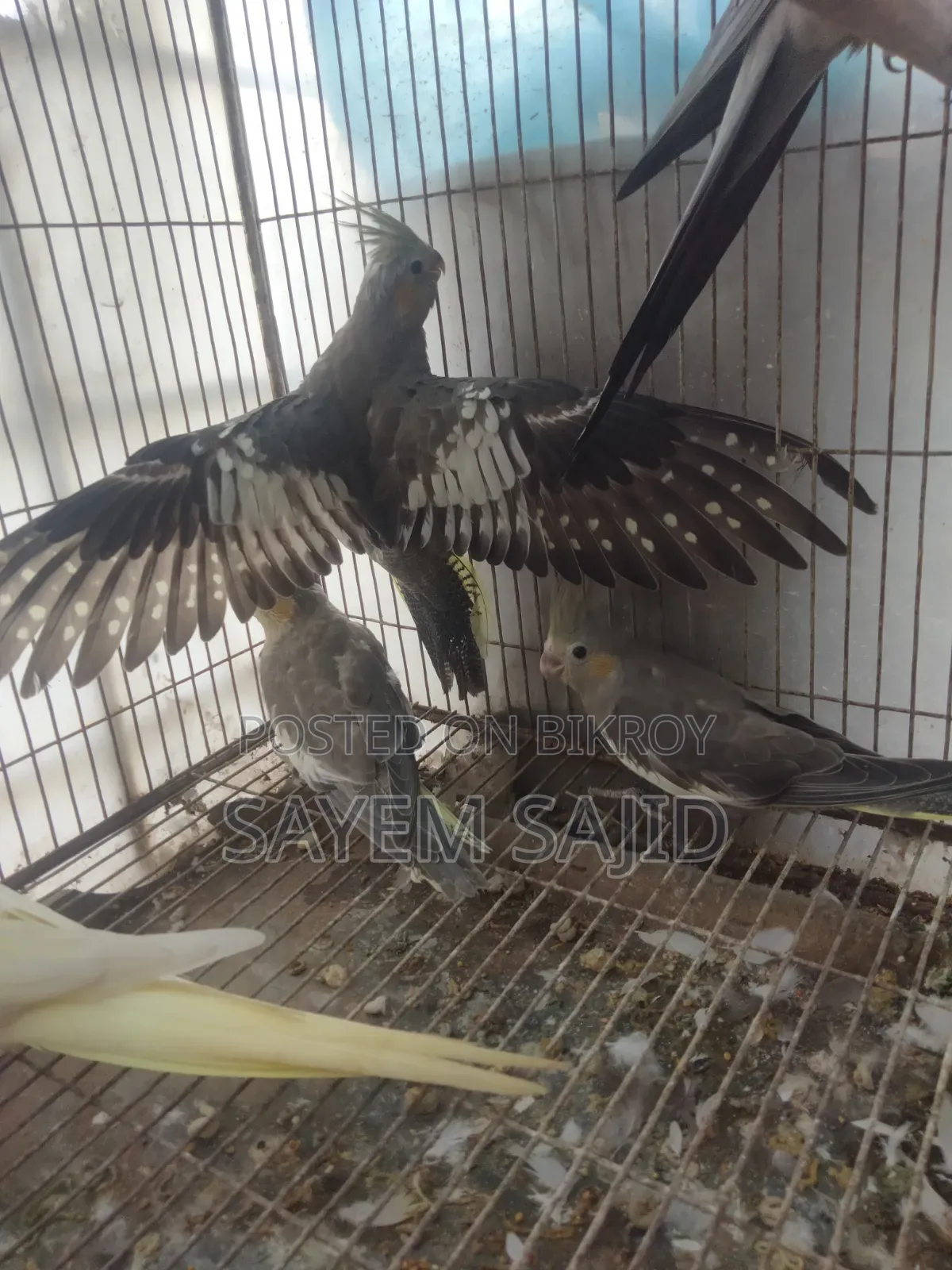 Cockatiel Bird Chicks
