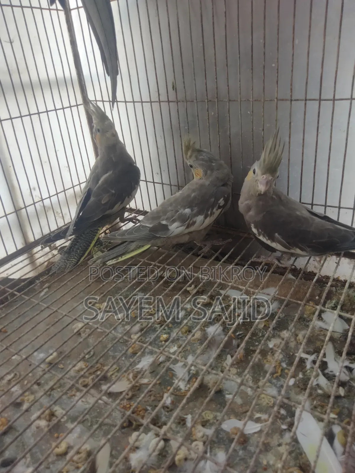 Cockatiel Bird Chicks