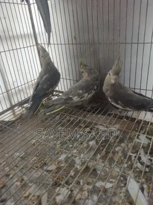 Cockatiel Bird Chicks
