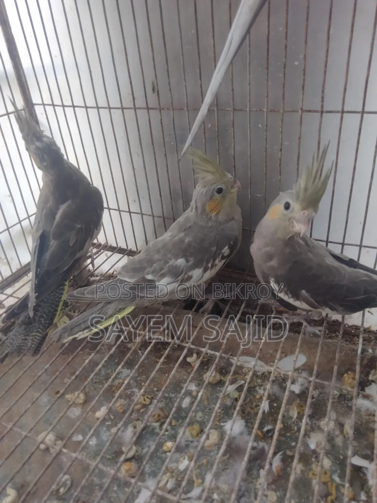 Cockatiel Bird Chicks