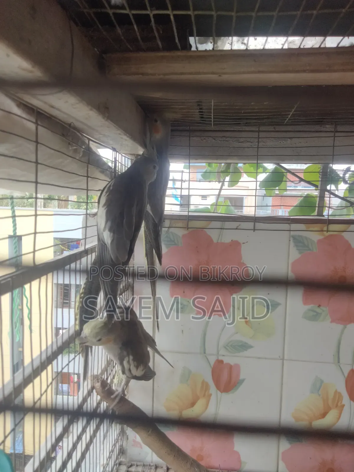 Cockatiel Bird Chicks