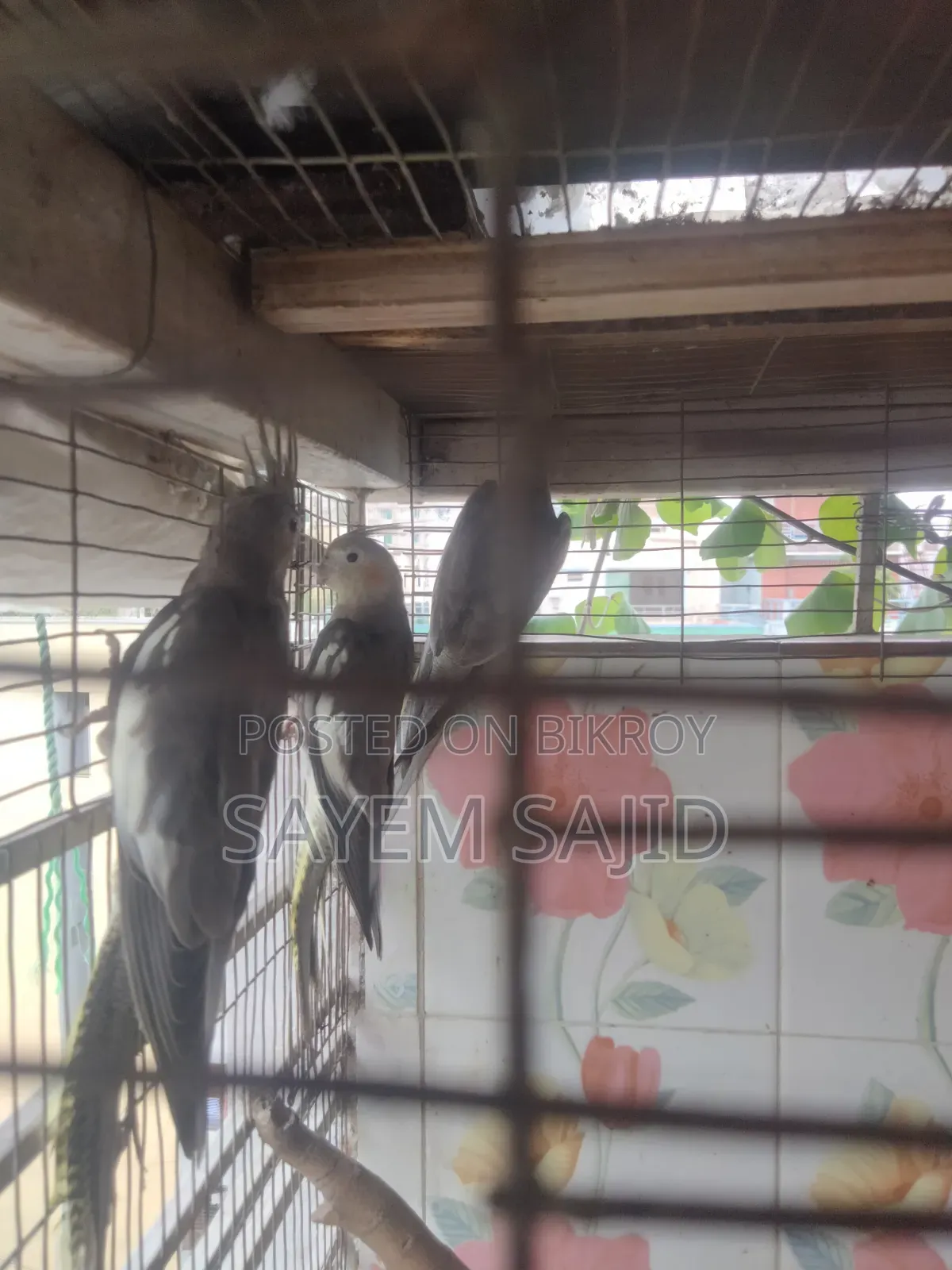 Cockatiel Bird Chicks