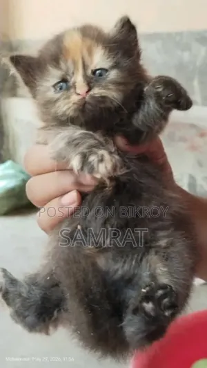 1-3 Months Female Purebred Persian