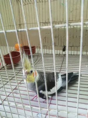 Cockatiel Bird