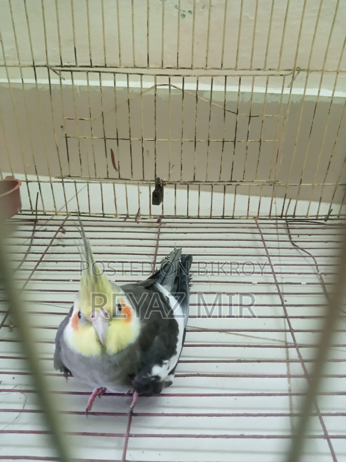 Cockatiel Bird
