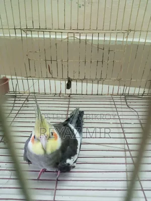 Cockatiel Bird