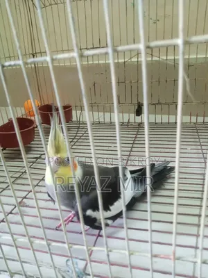 Cockatiel Bird