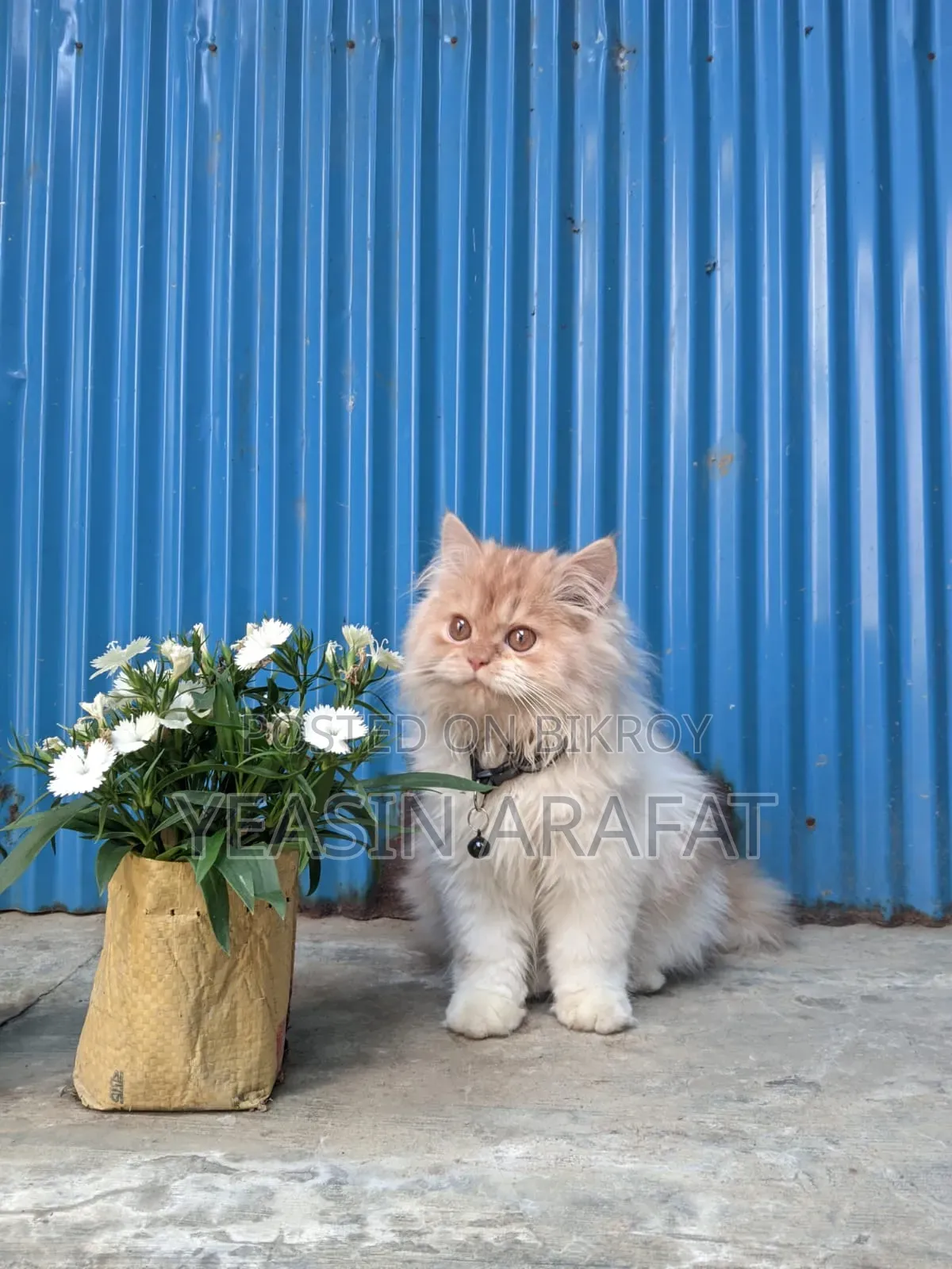 6-12 Months Male Purebred Persian