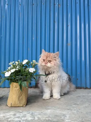 6-12 Months Male Purebred Persian