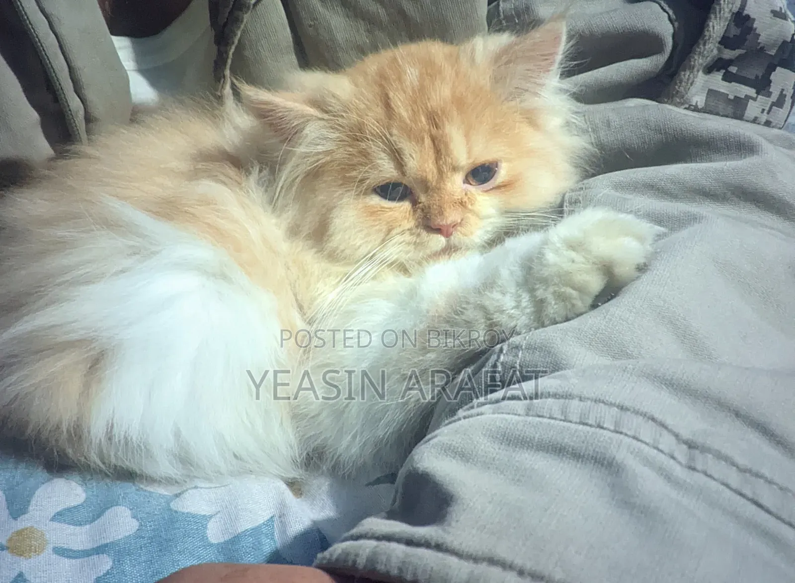 6-12 Months Male Purebred Persian