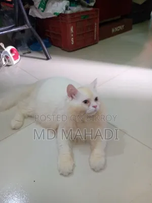 6-12 Months Male Purebred Persian