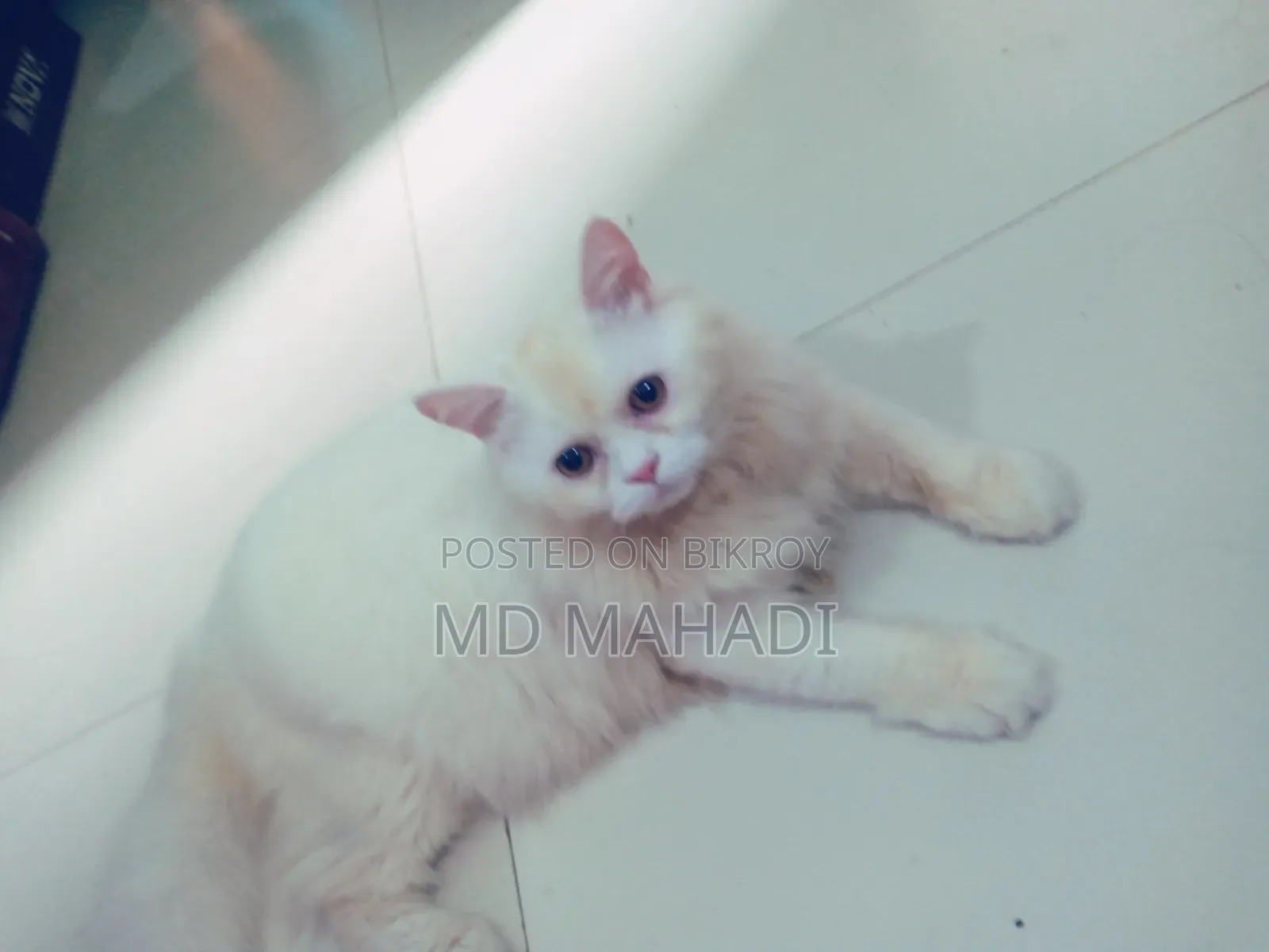 6-12 Months Male Purebred Persian