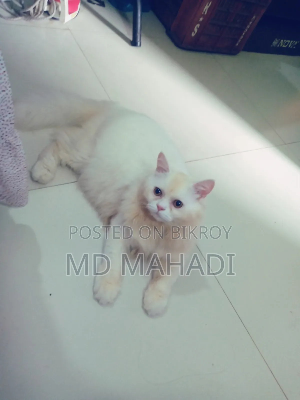 6-12 Months Male Purebred Persian