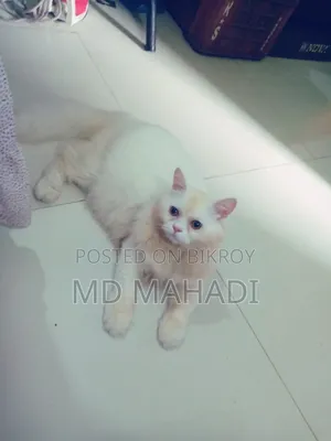 6-12 Months Male Purebred Persian