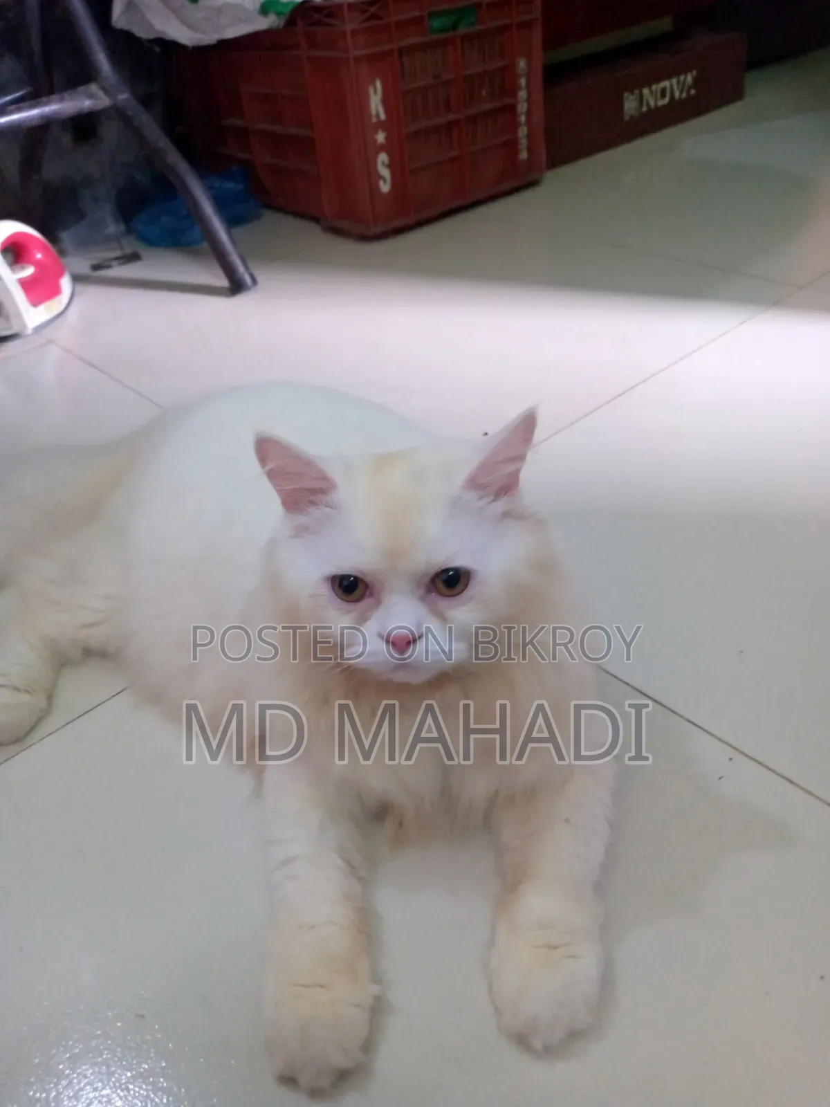 6-12 Months Male Purebred Persian