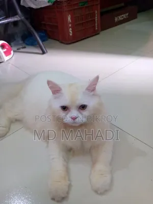 6-12 Months Male Purebred Persian