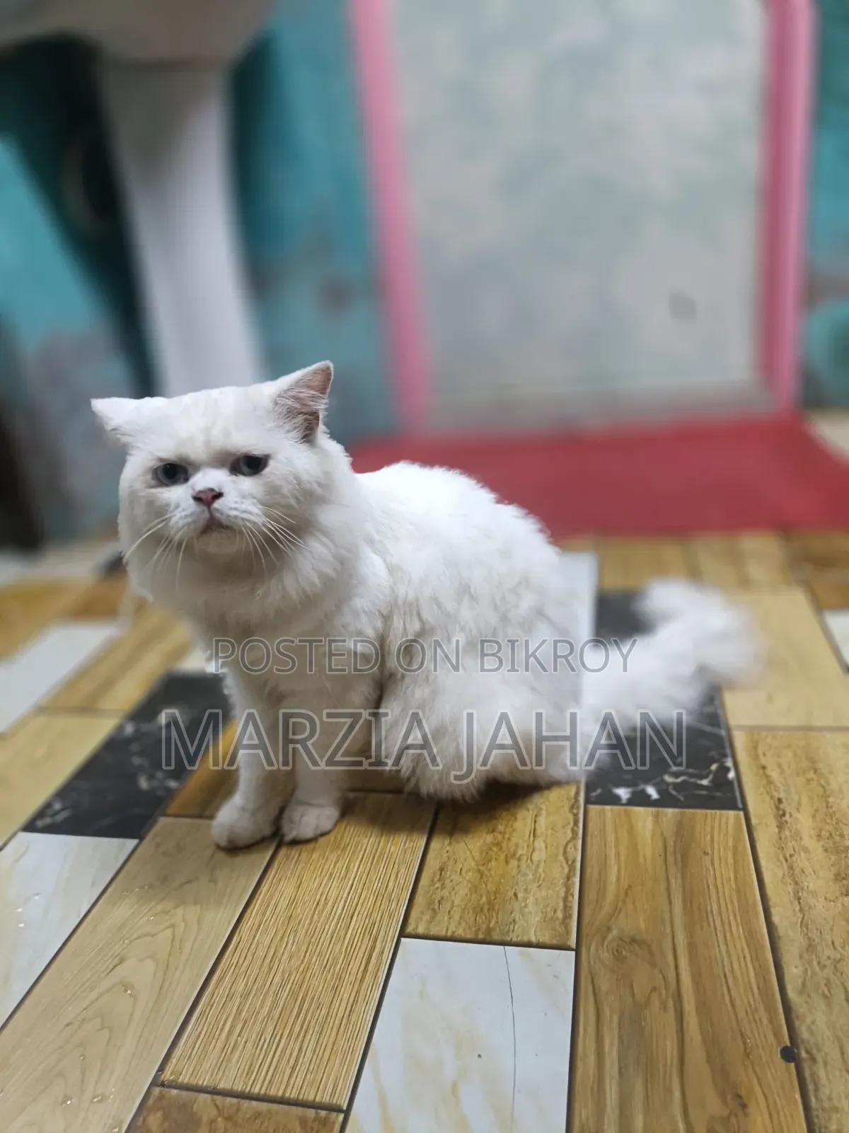 1+ Year Male Purebred Persian