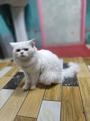 1+ Year Male Purebred Persian