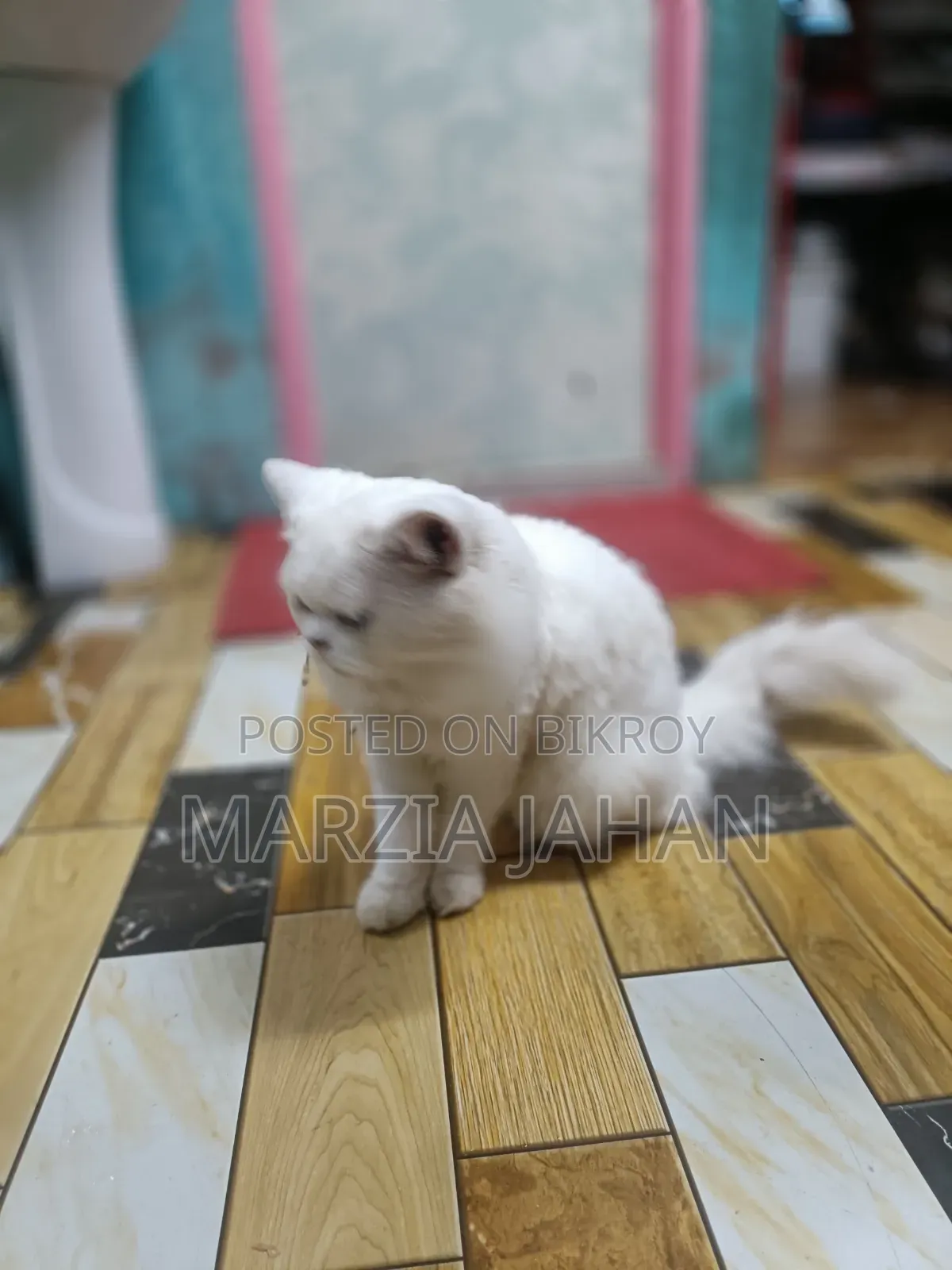 1+ Year Male Purebred Persian