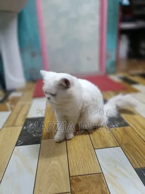 1+ Year Male Purebred Persian
