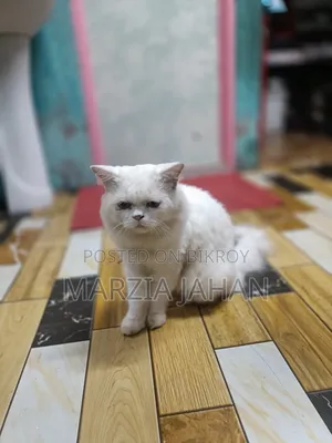 1+ Year Male Purebred Persian